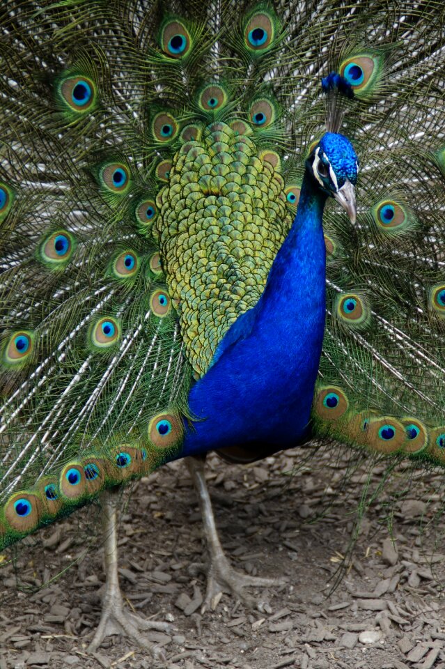 Bird feather balz
