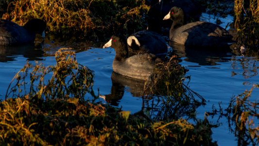 American Coots in the Marsh