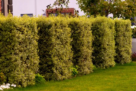 5 hedges