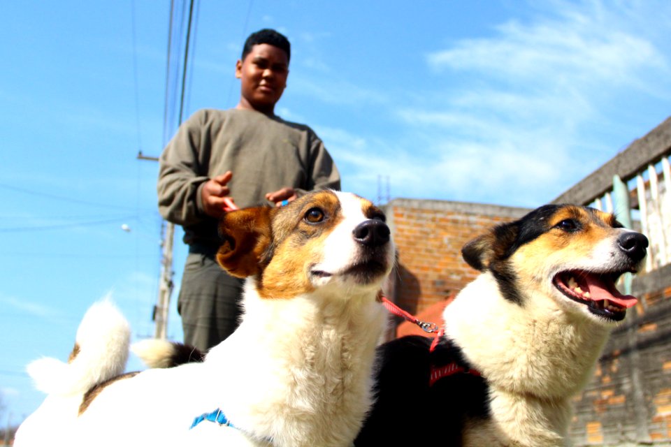 14.08.2018 - SMS - Doação de Cães - Fotos Marcel Avila