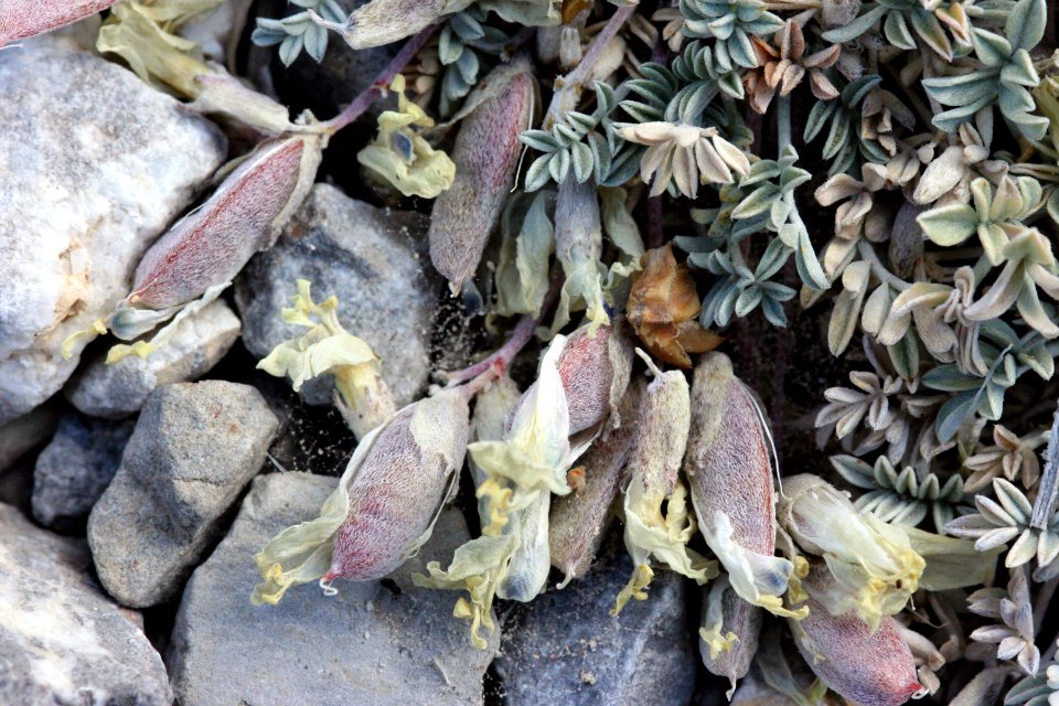 Astragalus