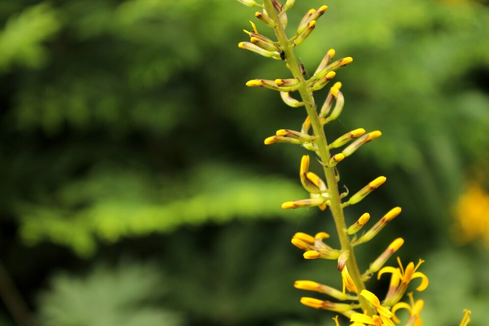 Yellow flower flowers garden