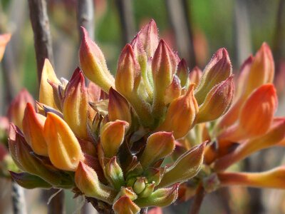 Spring bush garden photo