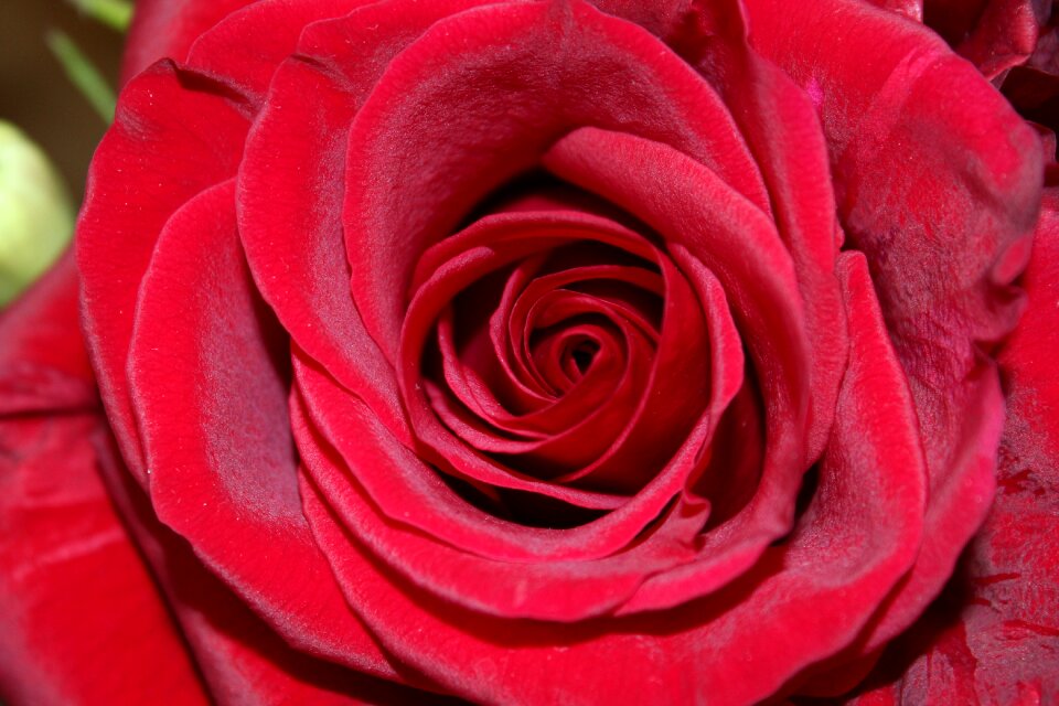 Rose bloom red plant