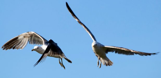 2 Seagulls photo