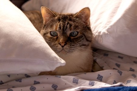 Cat in between pillows photo