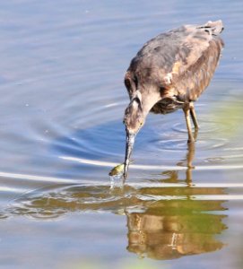 Pitt River - Blue Heron Catching Fish