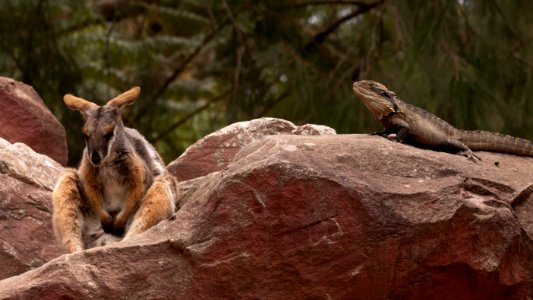 Rock Wallaby and Water Dragon