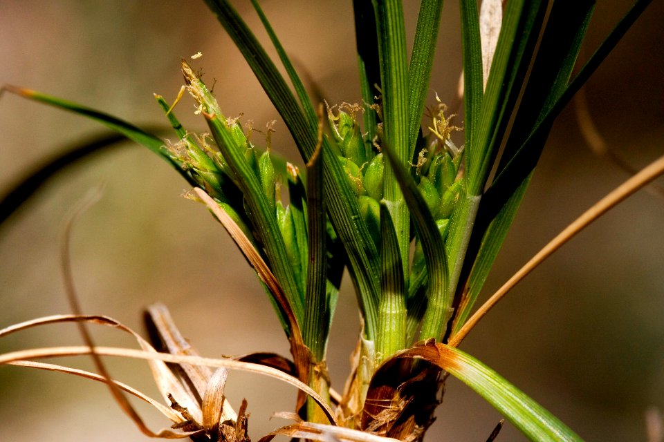 Carex geophila