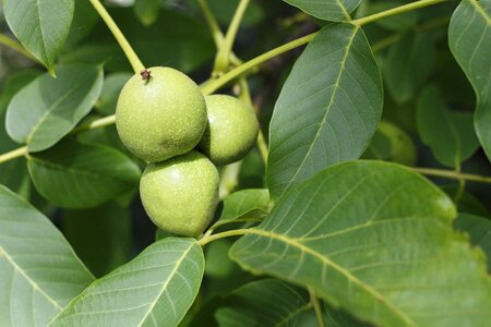 Tree fruit green