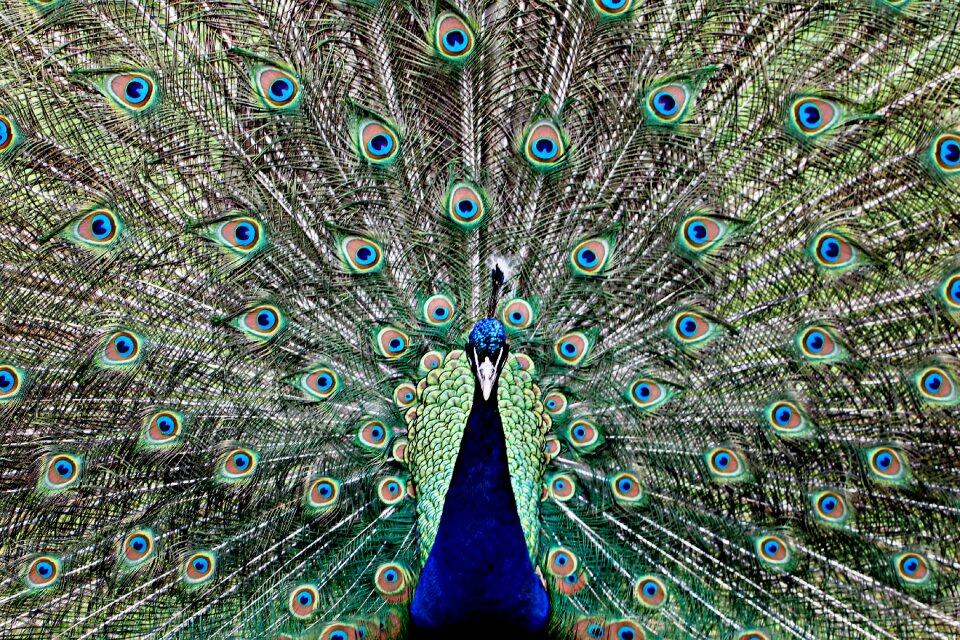 Animal spring crown beautiful