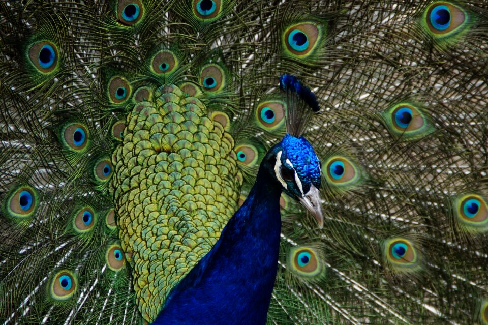 Bird feather balz