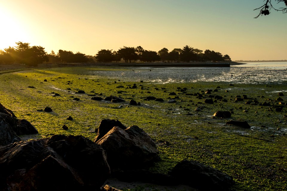 Beach Covered in Seaweed