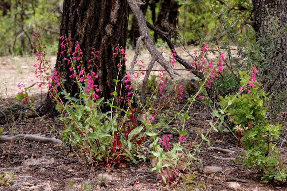 Penstemon pseudospectabilis