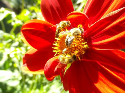 Flower dahlia bug