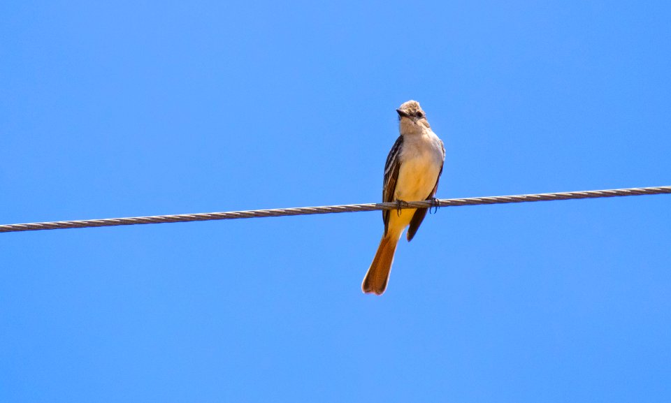 Ash-throated Flycatcher