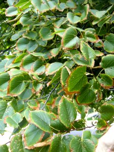 LindenFoliageStudy2016 Tree WP3b