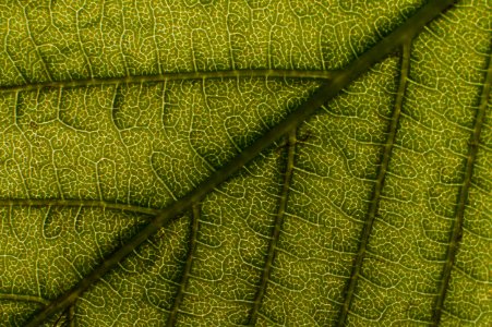 Feuille de marronnier en contre-jour