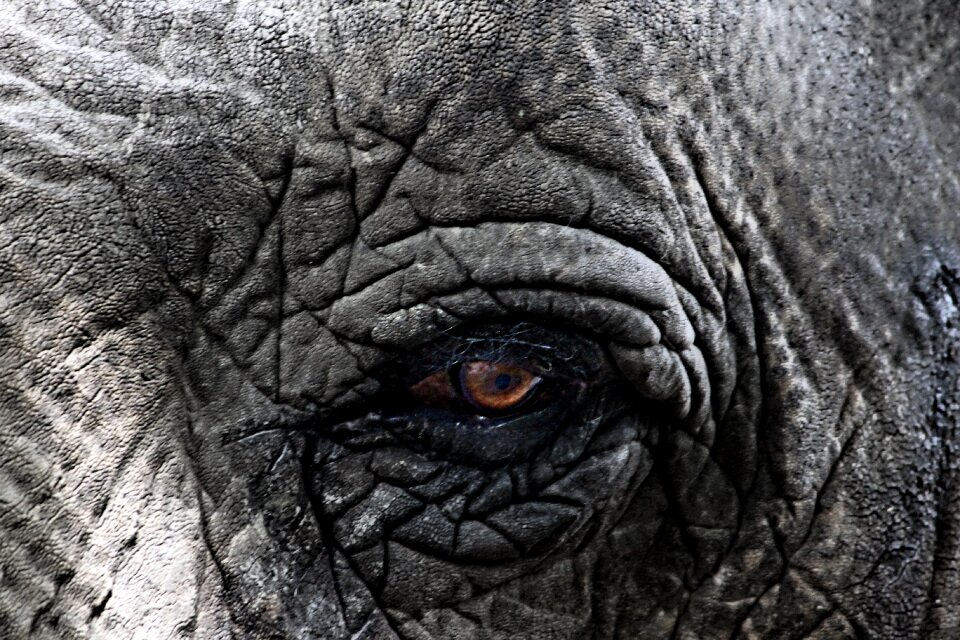 Africa close up eye