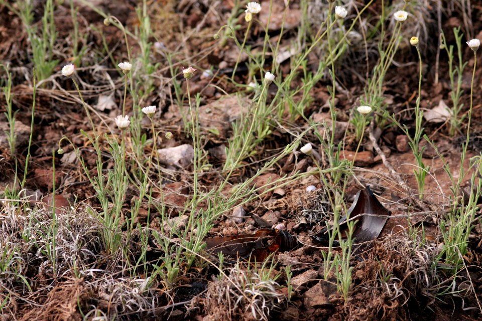 Erigeron flagellaris