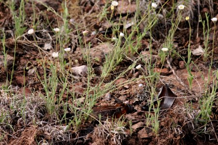 Erigeron flagellaris