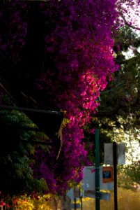 Purple Flowers Over Awning