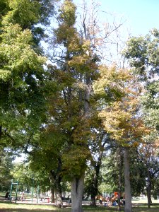 LindenFoliageStudy2016 Tree WP2a
