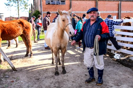 31.07.2018 Entrega de cavalos para adoção - Fotos Gustavo Mansur