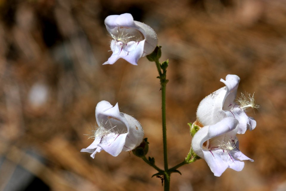 Penstemon grinnellii var. scrophularioides