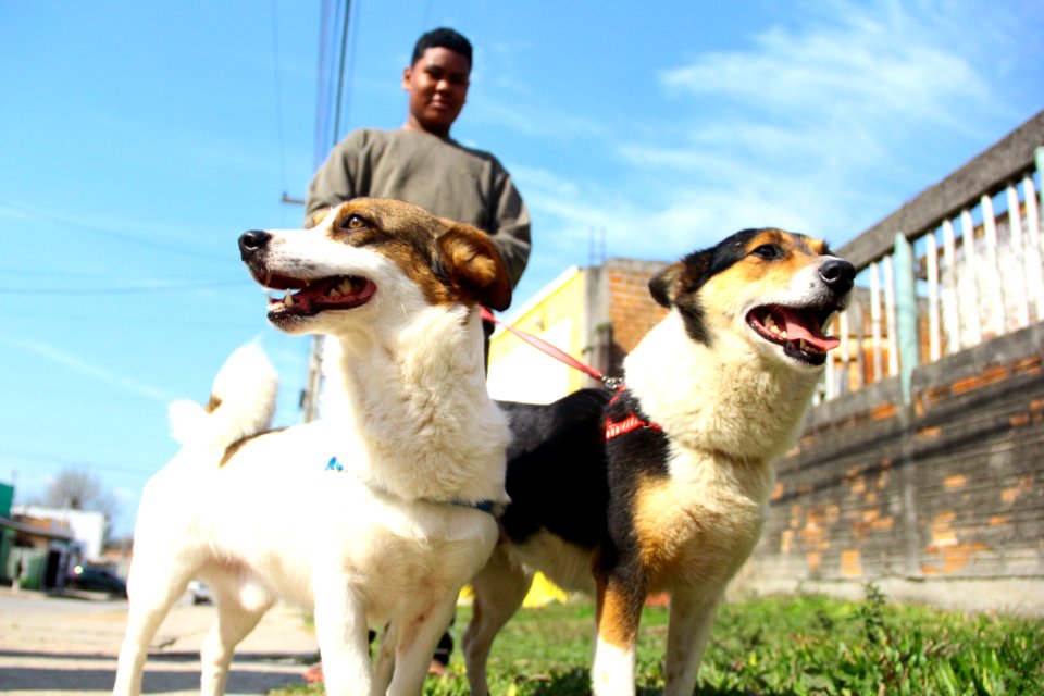 14.08.2018 - SMS - Doação de Cães - Fotos Marcel Avila
