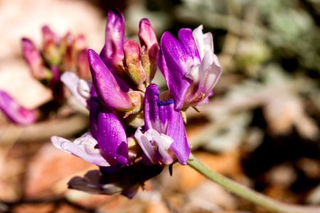 Astragalus missouriensis var. mimetes photo