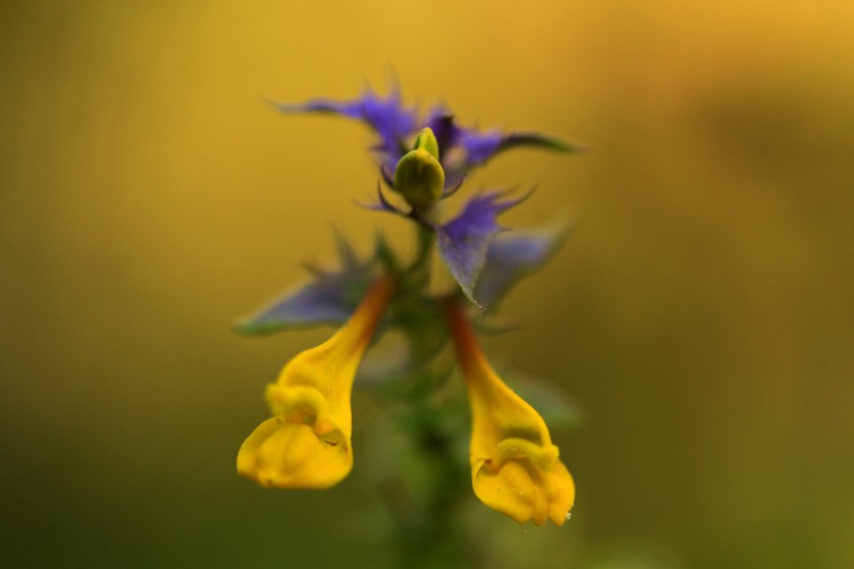 macro exercises