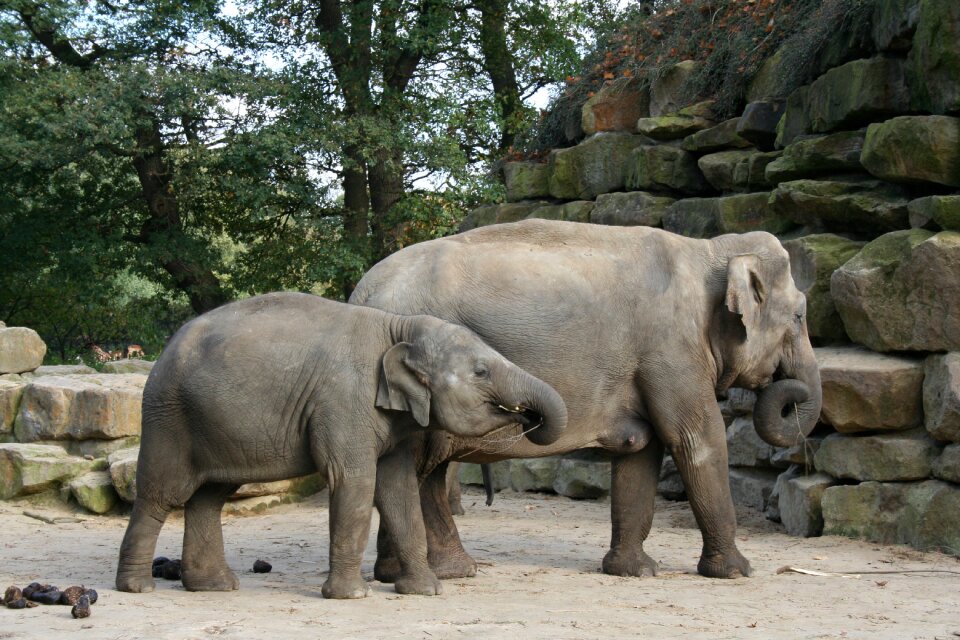 Trunk nature baby elephant