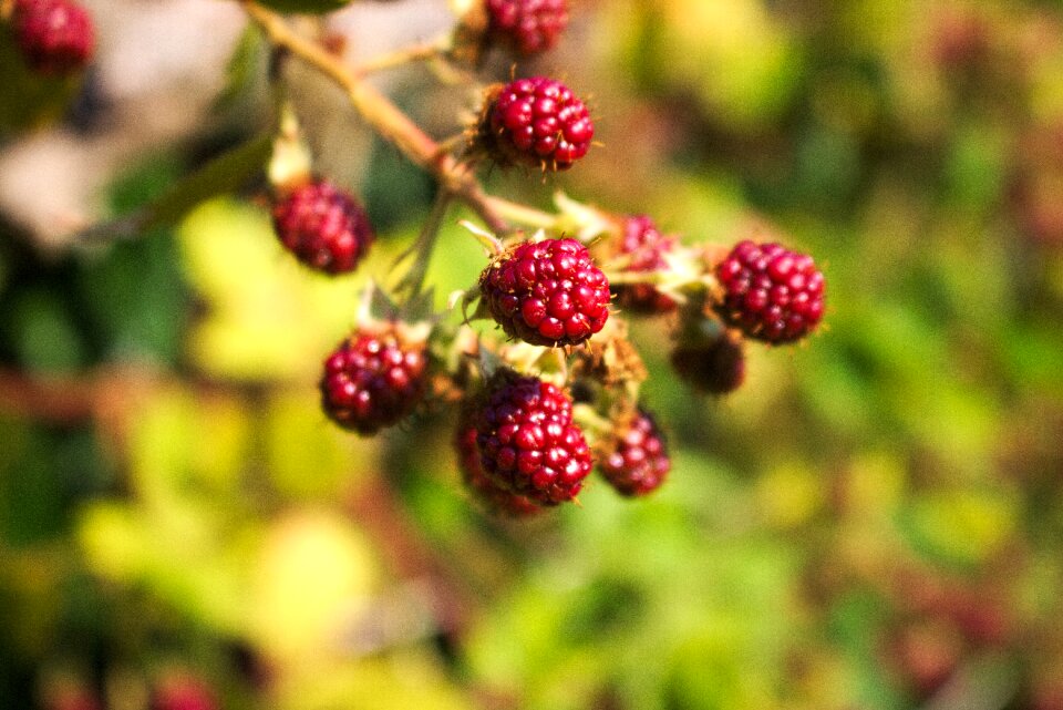 Food nature healthy