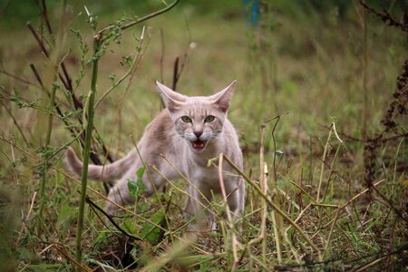 Meow grass breed cat photo