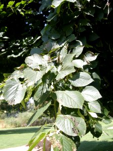 LindenFoliageStudy2016 Tree HG3b