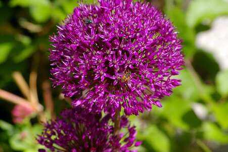 Bloom ball leek schnittblume