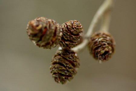 IMG 0594