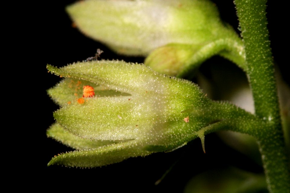 Heuchera woodsiaphila