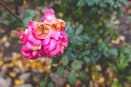 Flower autumn fall