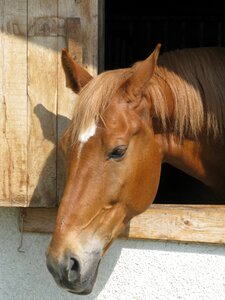 Horse head animal stallion photo