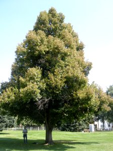 LindenFoliageStudy2016 Tree HG3a