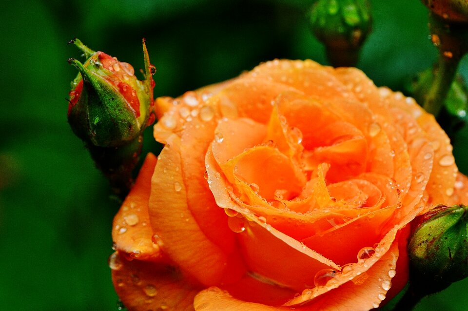 Rose bloom nature color