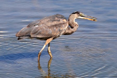 Pitt River - Blue Heron Catching Fish