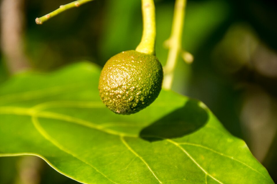 Avocado fruit green