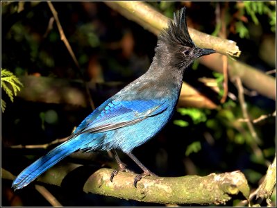 Stellars Jay photo