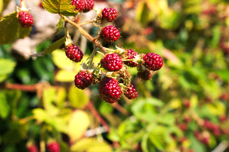 Food nature healthy