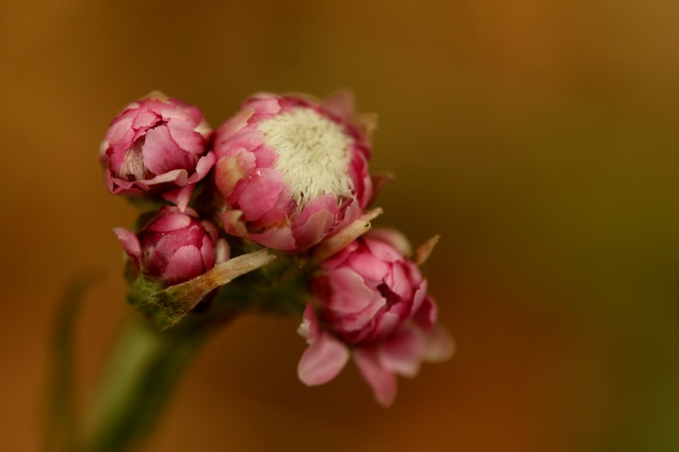 IMG 9695