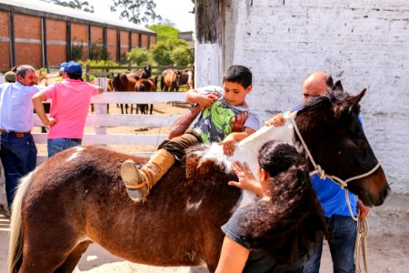 23.10.2018 Doação de Cavalos pela SSUI - Fotos Gustavo Mansur