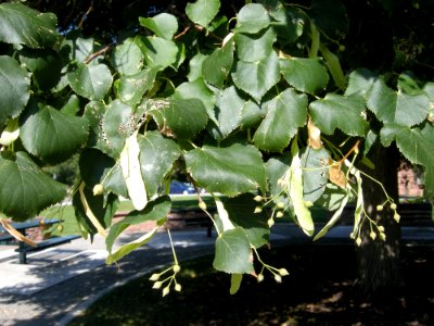 LindenFoliageStudy2016 Tree WP1b